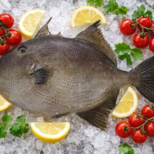 Baliste (Cochon de mer) – Cangulo (Peixe-Porco) – Balistes capriscus