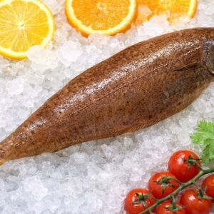 Céteau – Langue d’avocat – Língua – Dicologlossa cuneata