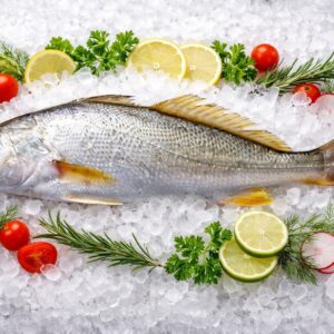 Maigre Sauvage de Ligne – Corvina-Legítima – Argyrosomus regius