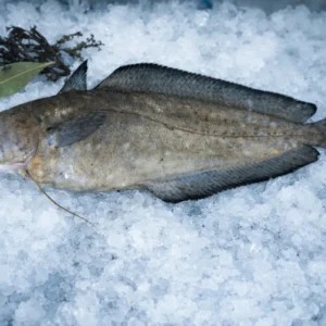 Mostelle de Roche de Ligne – Abrótea-da-costa – Phycis phycis