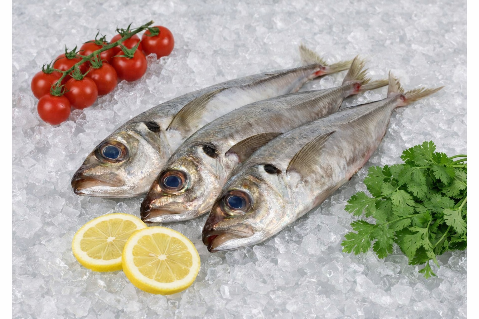 Chinchard – Carapau (Jaquinzinho, Chicharro) – Trachurus trachurus