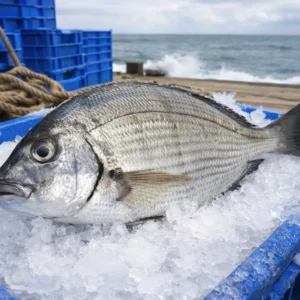 Sar sauvage de ligne Nazaré - Sargo -  Diplodus sargus