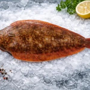 Sole sauvage – Pêche artisanale – Linguado - Solea solea