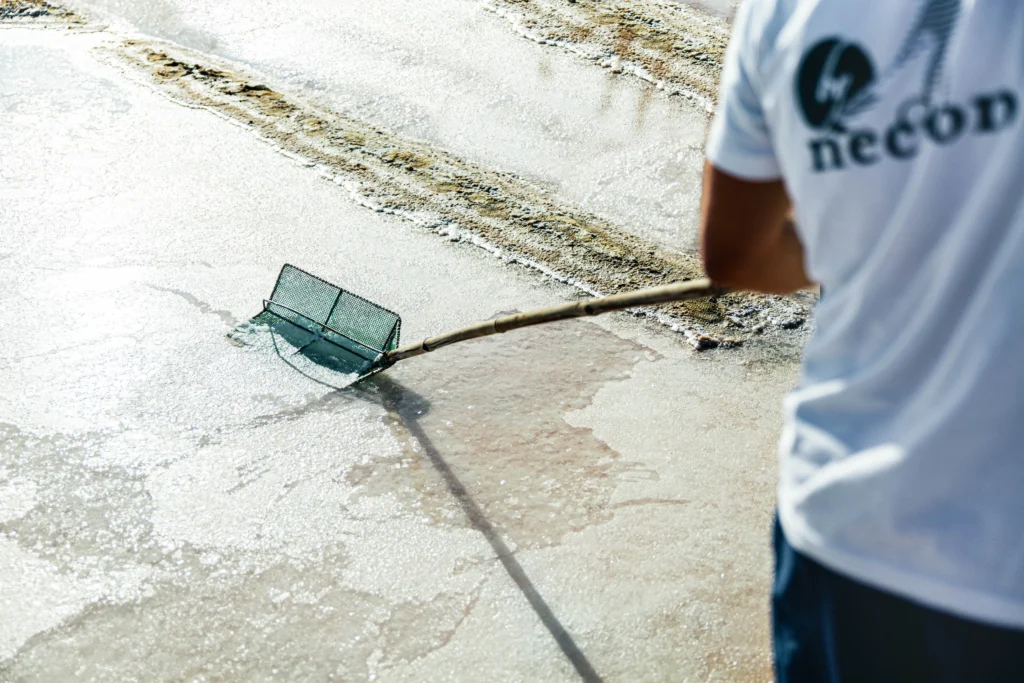 Gros plan sur un saunier (marnoto) de l'entreprise Necton cueillant délicatement la fleur de sel à la surface d'un bassin à l'aide d'une lousse (coador), outil traditionnel composé d'un filet fin emmanché sur une longue perche.