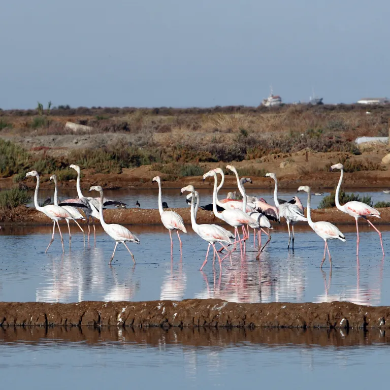 Groupe de flamants roses (Phoenicopterus roseus) s'alimentant dans les bassins d'eau salée de la saline Necton, au cœur du parc naturel de la Ria Formosa en Algarve. L'image illustre la riche biodiversité et l'écosystème préserve des marais salants traditionnels.
