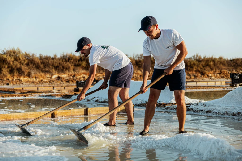 Scène de récolte artisanale du gros sel marin dans les salines Necton au Portugal. Deux sauniers / paludiers traditionnels, appelés marnotos, travaillent au cœur d'un œillet de la Ria Formosa en Algarve. Ils utilisent leurs râteaux en bois traditionnels (rodos) pour rassembler le sel en tas sur le bord du bassin, sous un ciel clair.