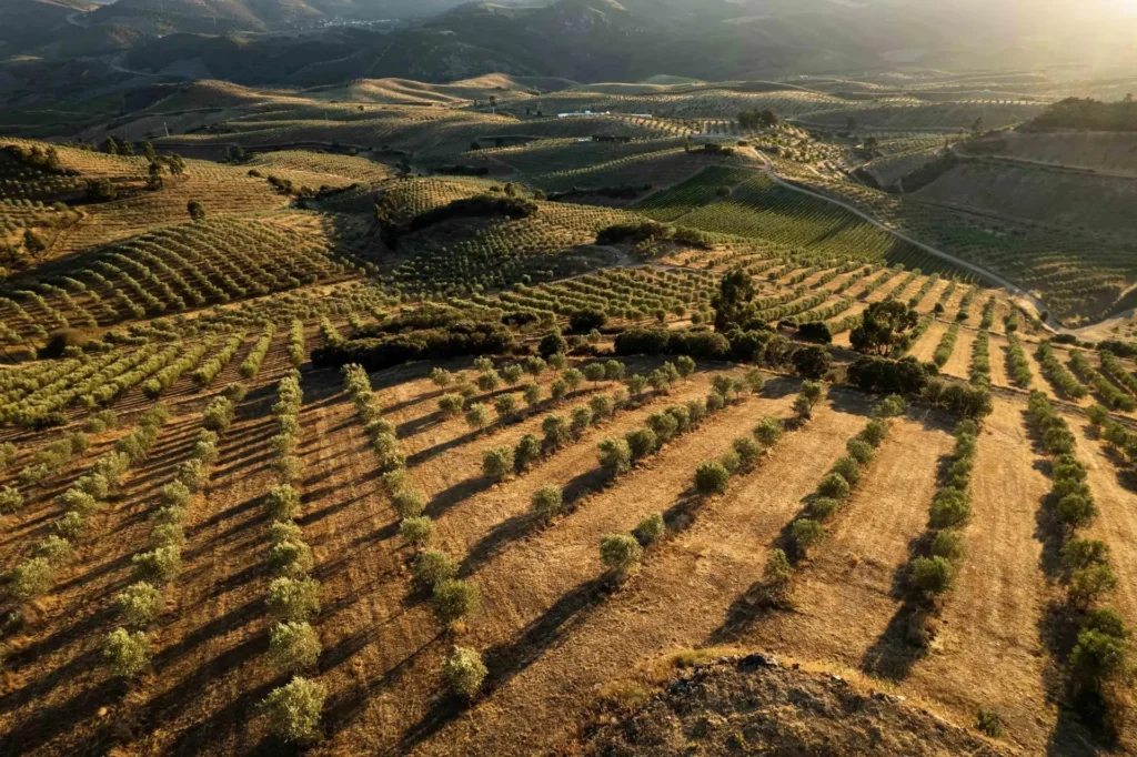 Vue aérienne panoramique des oliveraies en terrasses au coucher du soleil dans les collines de Murça, région de Trás-os-Montes.