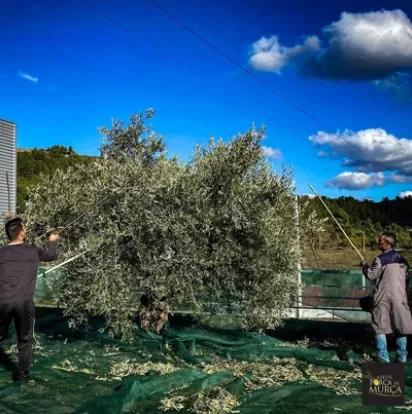 Récolte traditionnelle des olives avec des perches et filets au sol dans une oliveraie de Porca de Murça sous un ciel bleu.