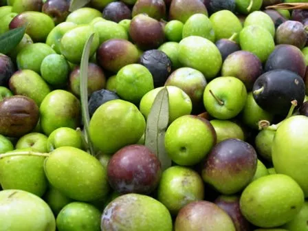 Gros plan sur des olives fraîches vertes et mûres récemment récoltées pour la fabrication de l'huile d'olive Porca de Murça.